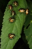 Pentatomidae 1